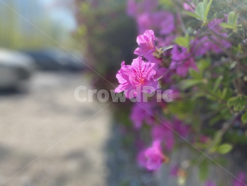 blossom,geranium,제라늄,식물,plant,꽃,flower,봄,개화