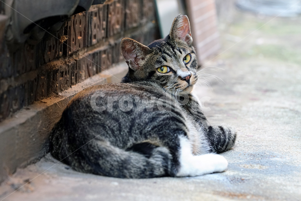 고양이,길고양이,길냥이,야옹이,냐옹이,냥냥이,반려묘,애완묘,반려동물,애완동물,야생동물,펫,캣,mammal,animal,pet,cat,동물,animal,포유류,mammal,고양이,cat,kitten,kitty