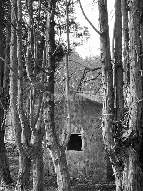 building,건물,흑백,나무,tree,자연,nature