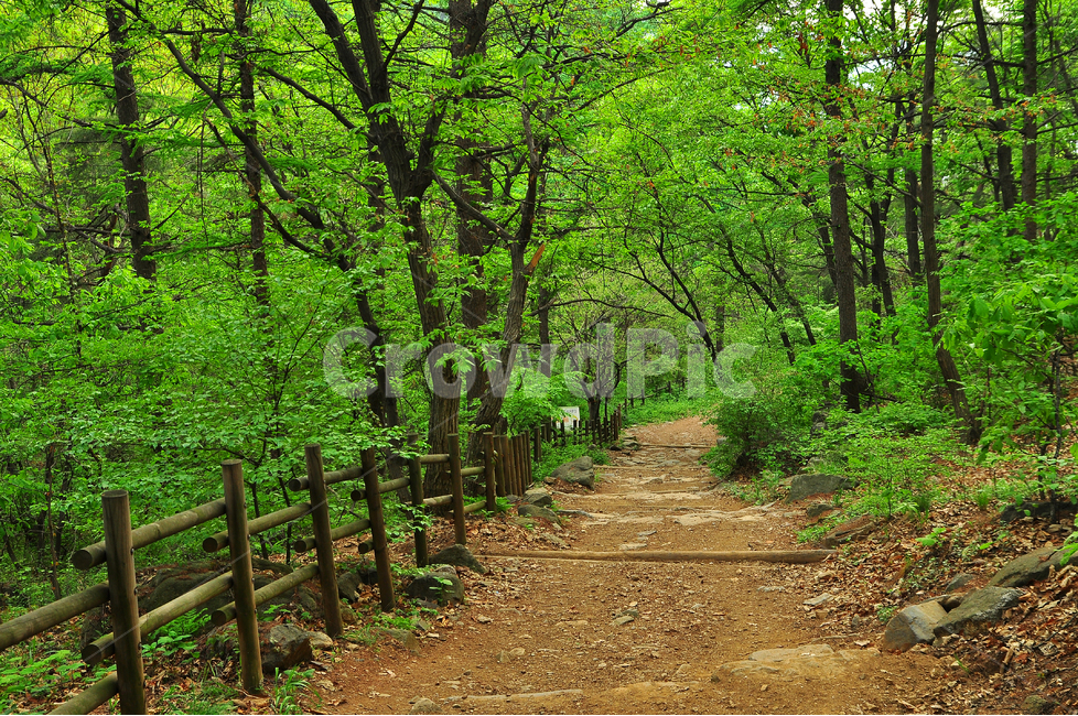 봄이미지,숲길,새잎,새순,힐링,시즌,계절,자연,식물,초록,순수,녹색,green,plant,healing,시작,스타트,연초록,싱그러운,공기,산,산책로,등산로,forest,걷고싶은길,워킹,길,로드,road,walking,봄,계절,spring,season,자연,풍경,nature,landscape,dirt road,흙길,도로,gravel,자갈,ground,바닥,path,통로