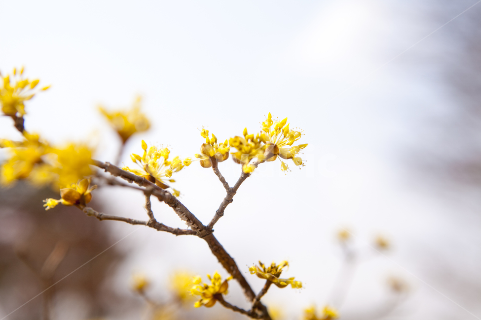 봄,풍경,출사,봉은사,산수화,봄꽃,식물,자연,plants,nature,꽃,flower