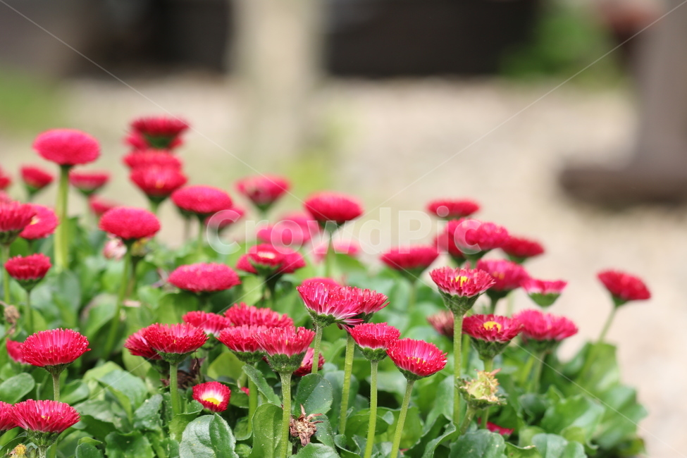 꽃,봄,여름,수목원,자연,봄,계절,spring,season,식물,자연,plants,nature,꽃,flower,plant,blossom