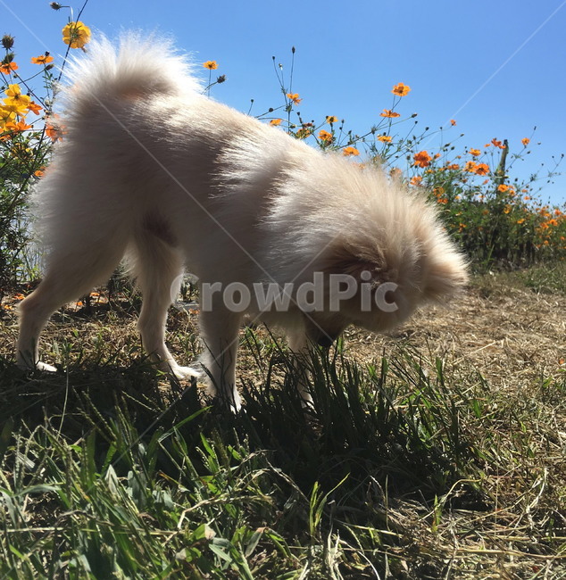 강아지,반려견,꽃밭,냄새,풀,개,동물,animal,포유류,mammal,개,강아지,dog,doggy