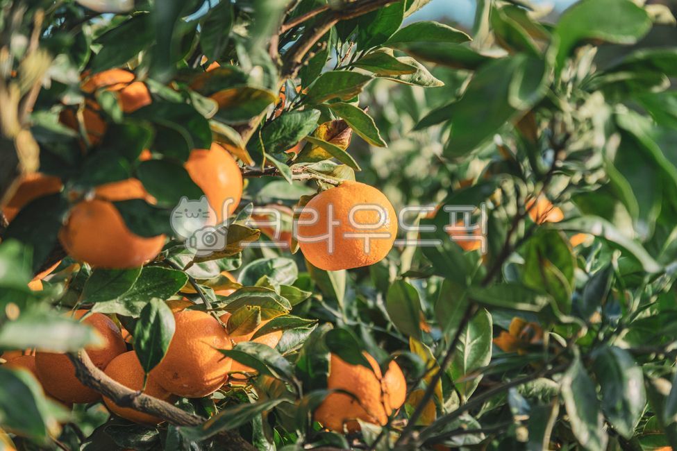 감귤류과일, fruit, 과일, citrusfruit, food, 사진,이미지,일러스트,캘리그라피 - 가욤작가