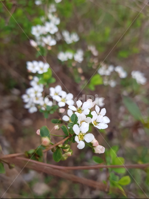 꽃,봄,blossom,plant,흰꽃,식물,자연,plants,nature,꽃,flower