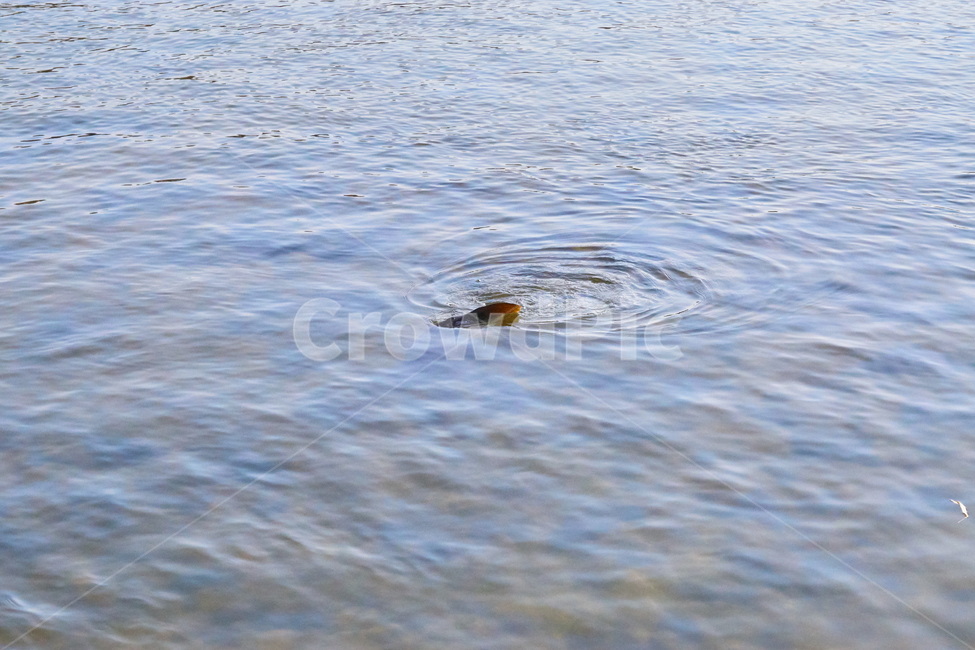한강,river,어류,fish,blue,잉어,붕어,생선,nature,자연,동물,animal,어류,물고기,fish