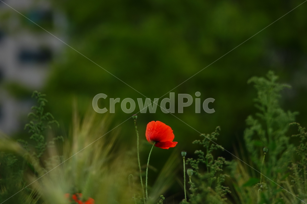 plant,식물,flower,꽃,양귀비,공원,식물,자연,plants,nature,꽃,flower
