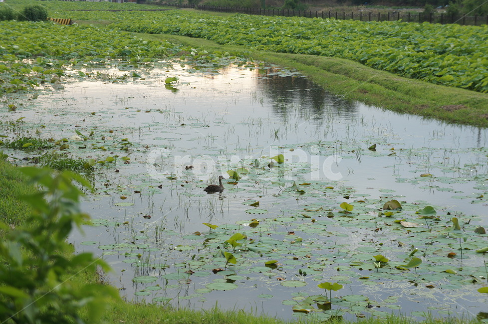 오리,연못,초록,식물,동물,outdoors,옥외,nature,자연,land,water,물