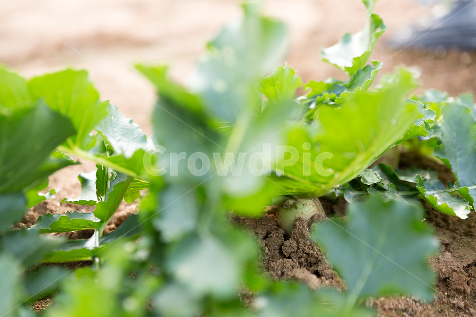 시골,야채,농촌,농부,채소,수확,무,새싹,시작,산업,industry,industrial,농업,농사,agriculture,farming,farming industry