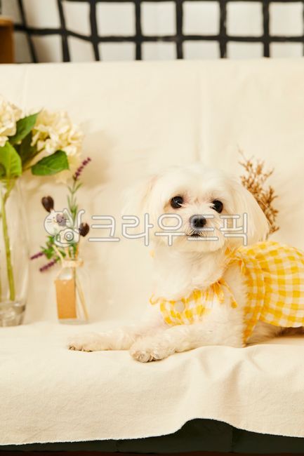 말티즈,강아지,흰둥이,반려견,동물