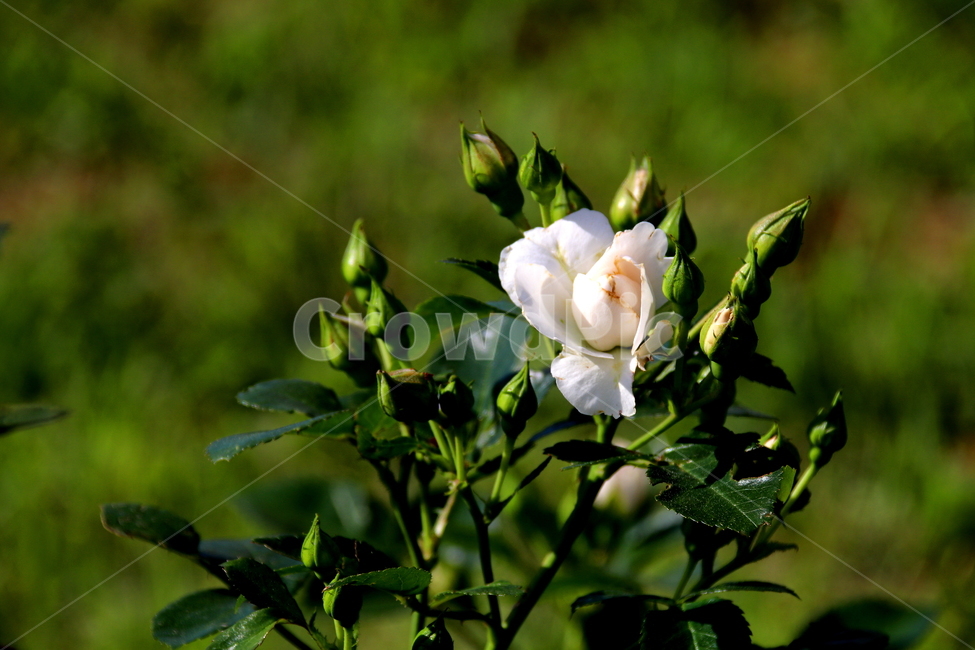 꽃,식물,장미,봄,자연,식물,자연,plants,nature,꽃,flower