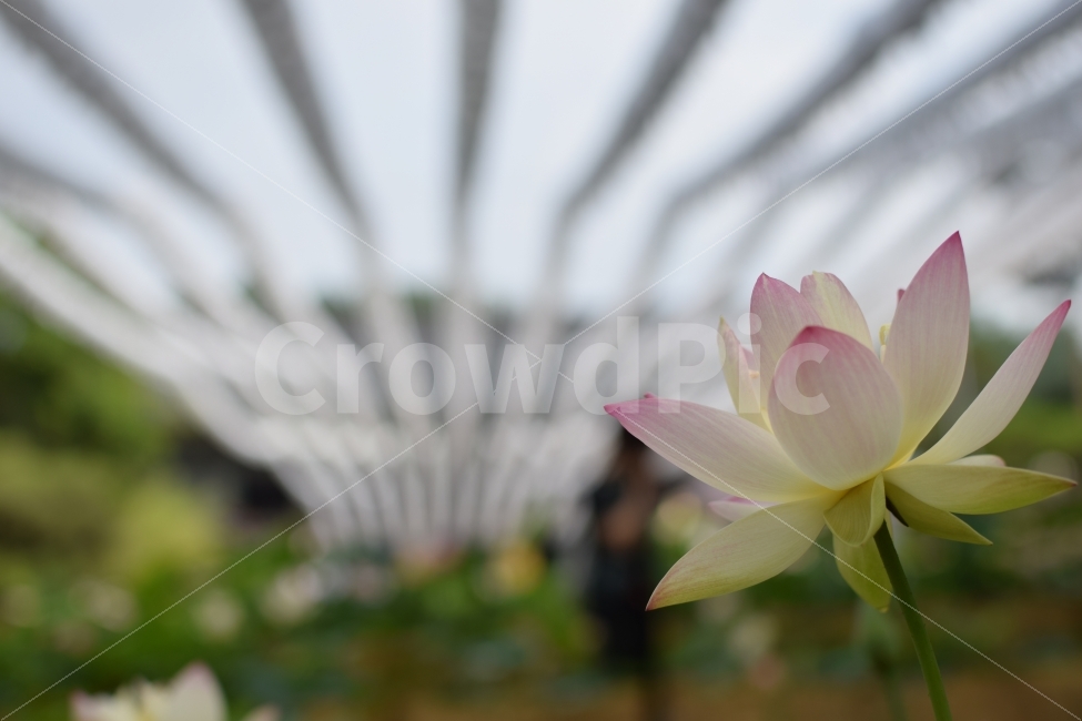 봉은사,절,연꽃,식물,꽃,식물,자연,plants,nature,꽃,flower