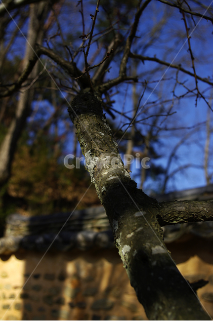 담장,나뭇가지,나무,기와,담,겨울,식물,자연,plants,nature,나무,trees,wood