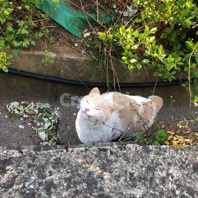고양이,cat,cute,귀여운,동물,animal