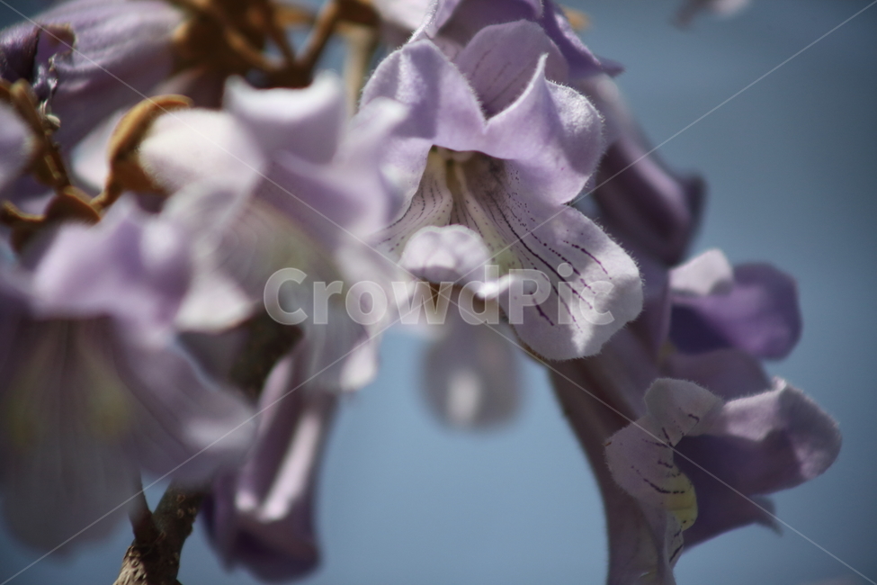 오동나무,오동나무꽃,봄,paulowniacoreana,koreanpaulownia