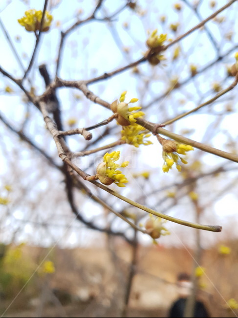 식물,나무,봄,노란꽃,겨울,꽃샘추위,식물,자연,plants,nature
