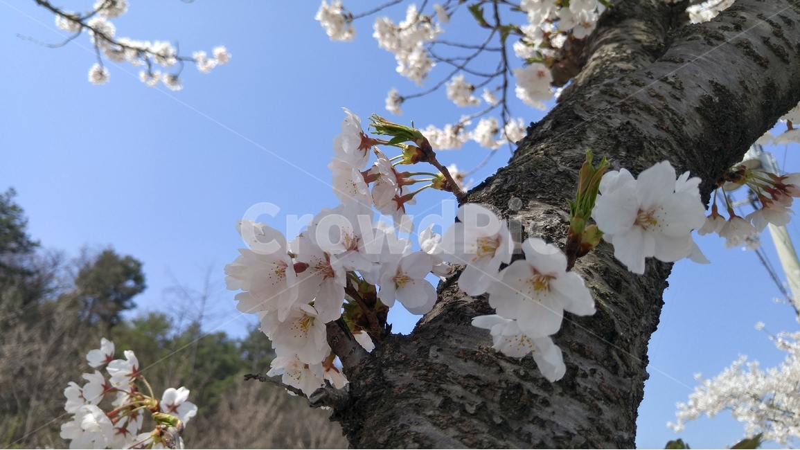 벗꽃,꽃,하얀색,나무,새순,봄꽃,봄,자연,계벌,하늘,봄,계절,spring,season,식물,자연,plants,nature,꽃,flower,plant,cherry blossom,벚꽃,blossom