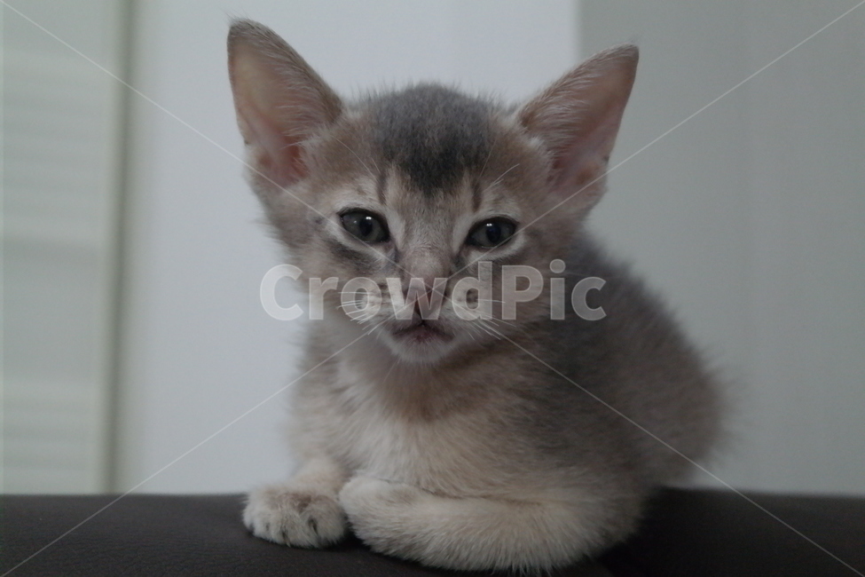 고양이,아비시니안,동물,냥이,반려동물,집고양이,아기,집사,시선,동물,animal,포유류,mammal,고양이,cat,kitten,kitty