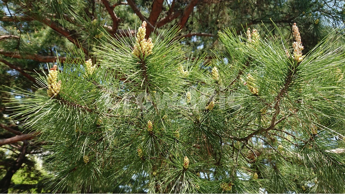 식물,나무,소나무,소나무꽃,녹색,그린,여름,식물,자연,plants,nature