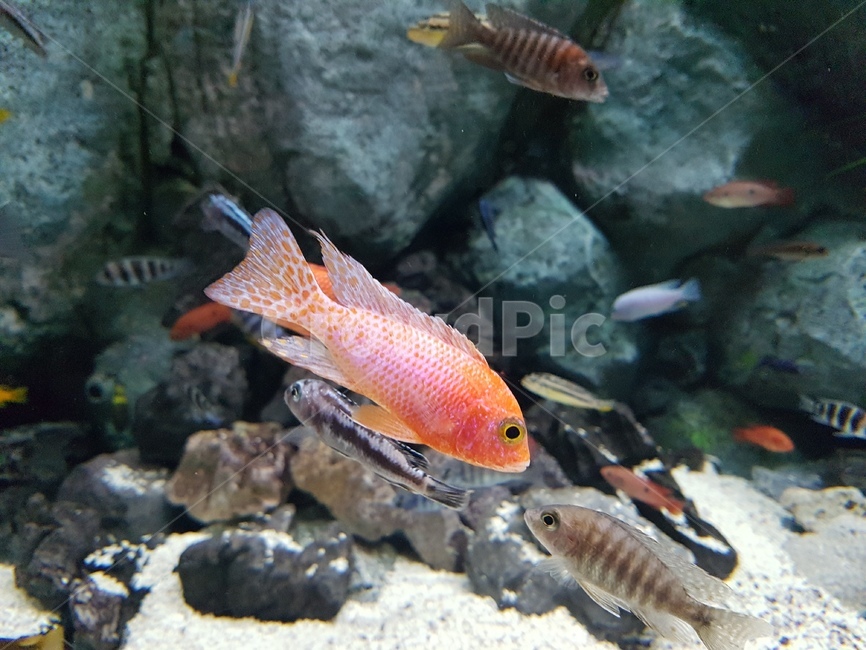 주황물고기,물고기,어류,아쿠아리움,수족관,물,물생활,동물,animal,어류,물고기,fish