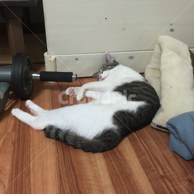 고양이,냥이,야옹이,동물,고등어태비,코리안숏헤어,코숏,아기고양이,동물,animal,고양이,cat,kitten,kitty