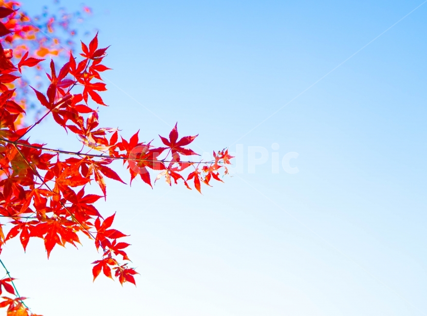 가을,단풍,하늘,맑음,빨강,가을,계절,fall,autumn,season,식물,자연,plants,nature,leaf,잎,plant,tree,나무