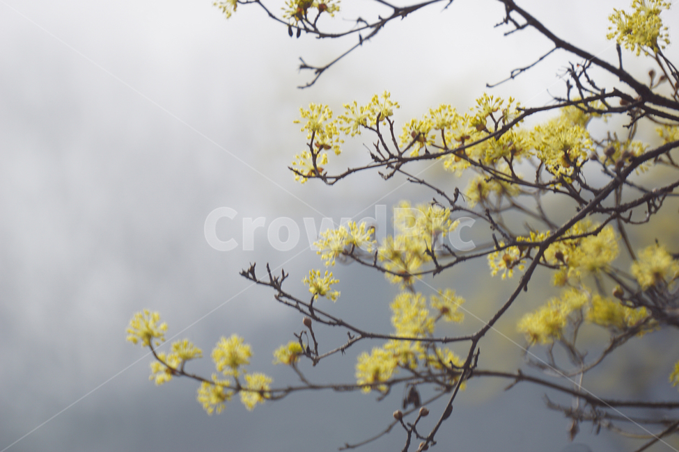 산슈유,봄,노랑,축제,감성,봄,계절,spring,season,식물,자연,plants,nature,꽃,flower