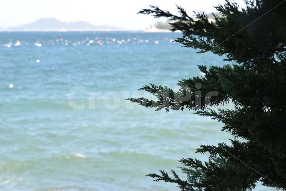 바다,나무,바람,파도,거제도,자연,풍경,nature,landscape,tree,plant,식물,fir,전나무