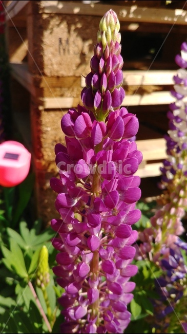 꽃,식물,자연,flower,plants,spring,nature,봄,식물,자연,plants,nature,꽃,flower