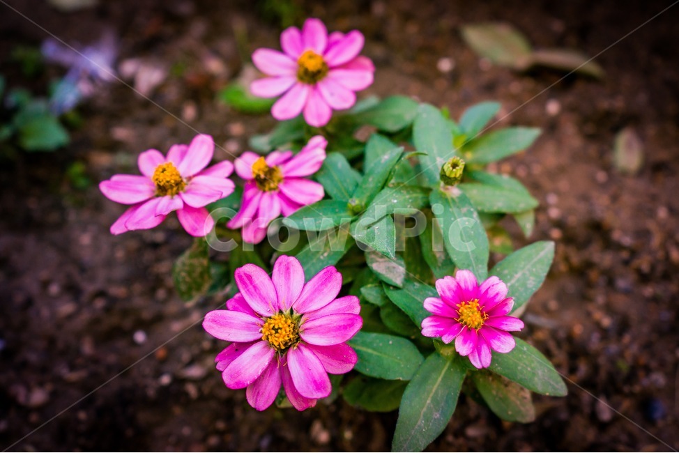 꽃,flower,식물,들꽃,plant,식물,자연,plants,nature,꽃,flower