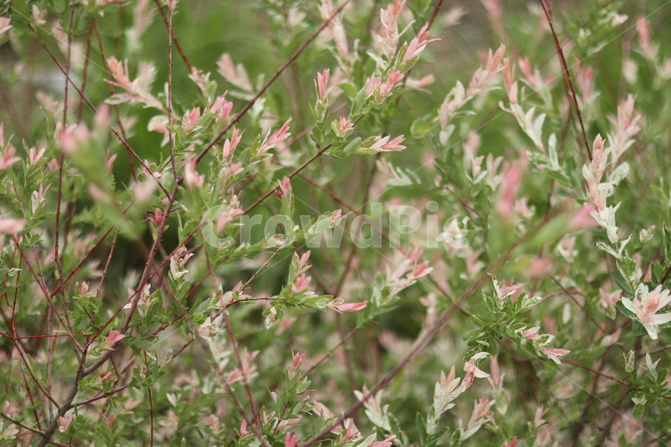 오색버드나무,자연,풍경,핑크,흰색,봄,식물,자연,plants,nature