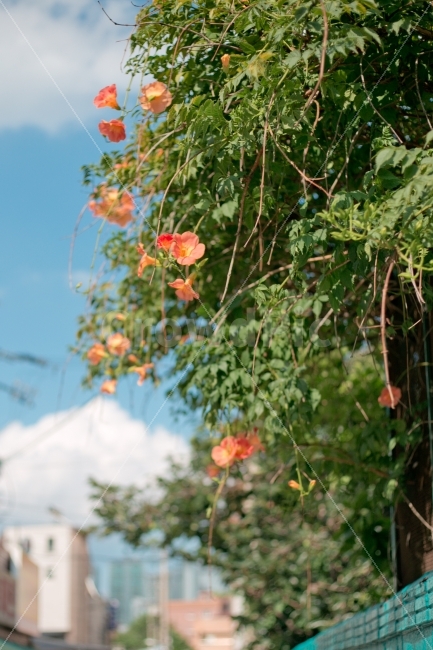 능소화,식물,꽃,풀,풍경,식물,자연,plants,nature,꽃,flower,감성,sensible,feeling