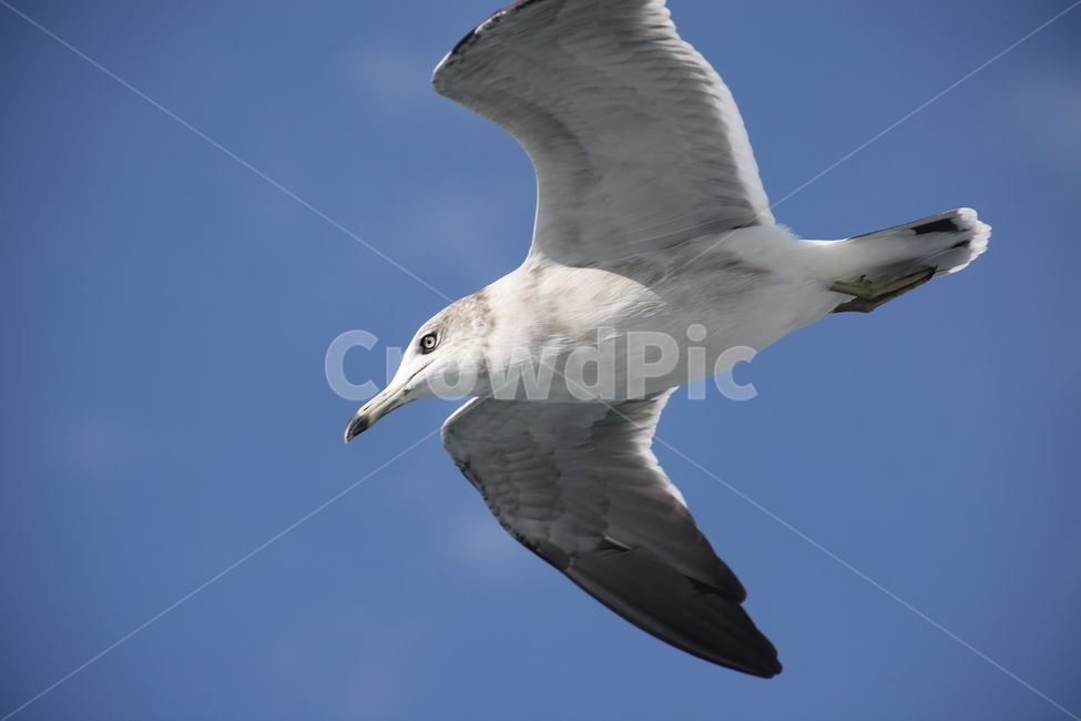 갈매기,바다새,대형조류,commongull,mewgull,동물,animal,조류,새,birds