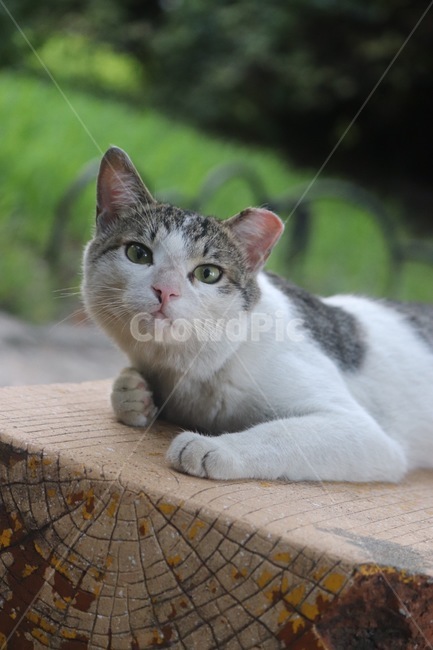 고양이,길고양이,길냥이,동물,코리안숏헤어