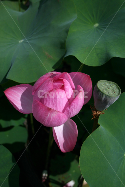 연꽃,식물,flower,plants,nature,꽃,봉원사,풍경,연잎,식물,자연,plants,nature,꽃,flower