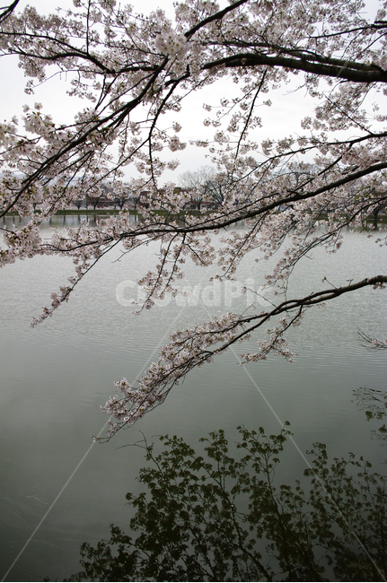 호수,벚꽃,나무,봄,식물,풍경,봄,계절,spring,season,plant,flower,꽃,cherry blossom,blossom