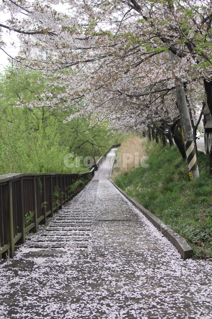봄,4월,한국,대한민국,벚꽃,꽃,벚꽃놀이
