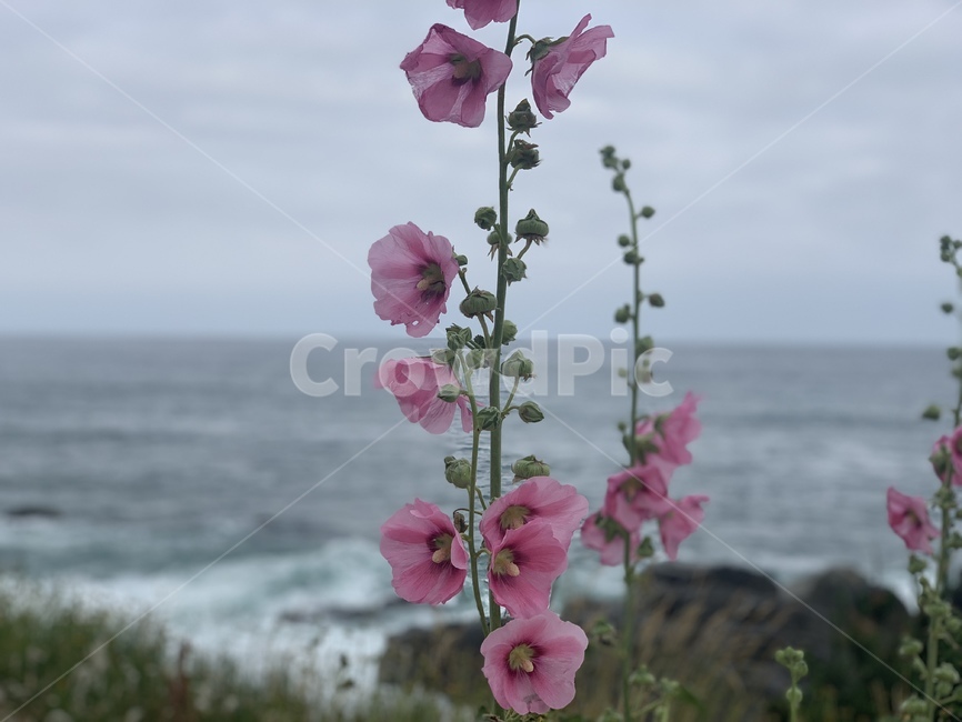 바다,자연,식물,무궁화,korea,우리나라꽃,nature,plant