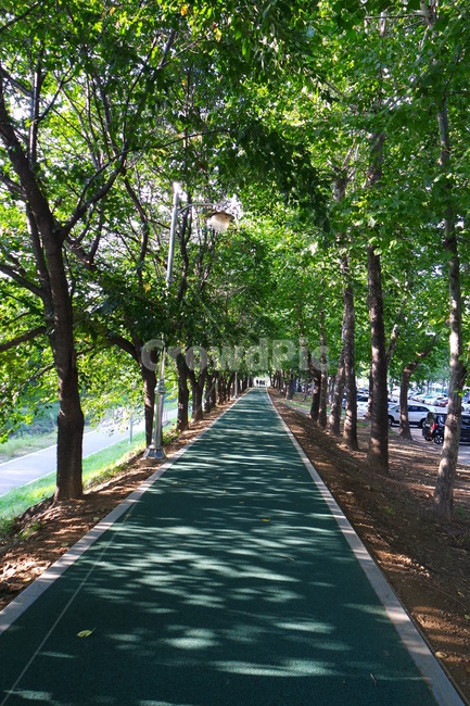 길,공원,자연,나무,식물,정원,tree,오솔길,garden