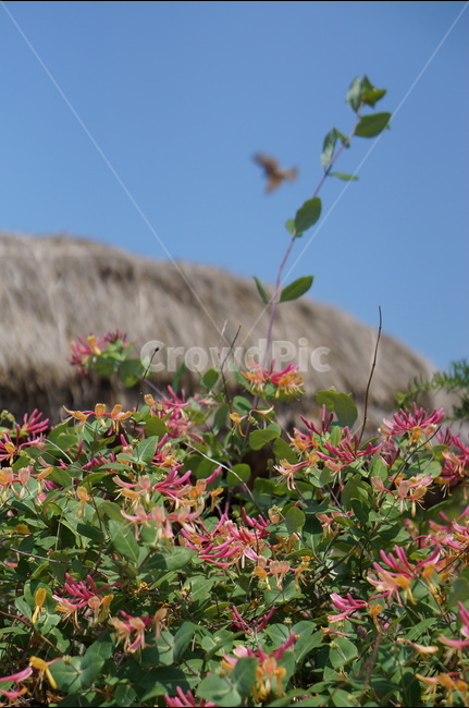 외암리,풍경,5월,맑음,꽃,식물,자연,plants,nature,꽃,flower