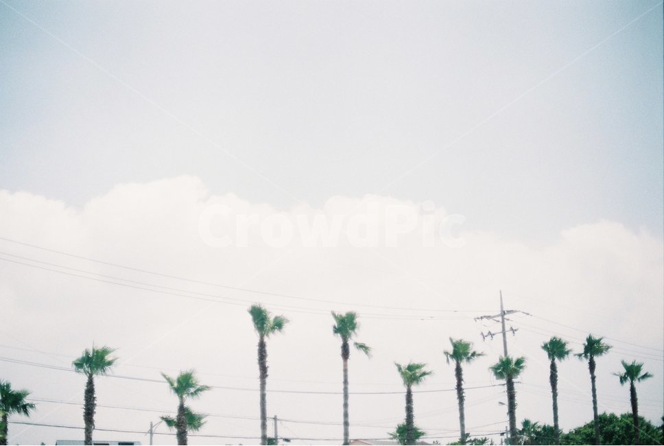 하늘,제주,제주도,야자수,전신주,필름,필름사진,film,palmtree,jeju
