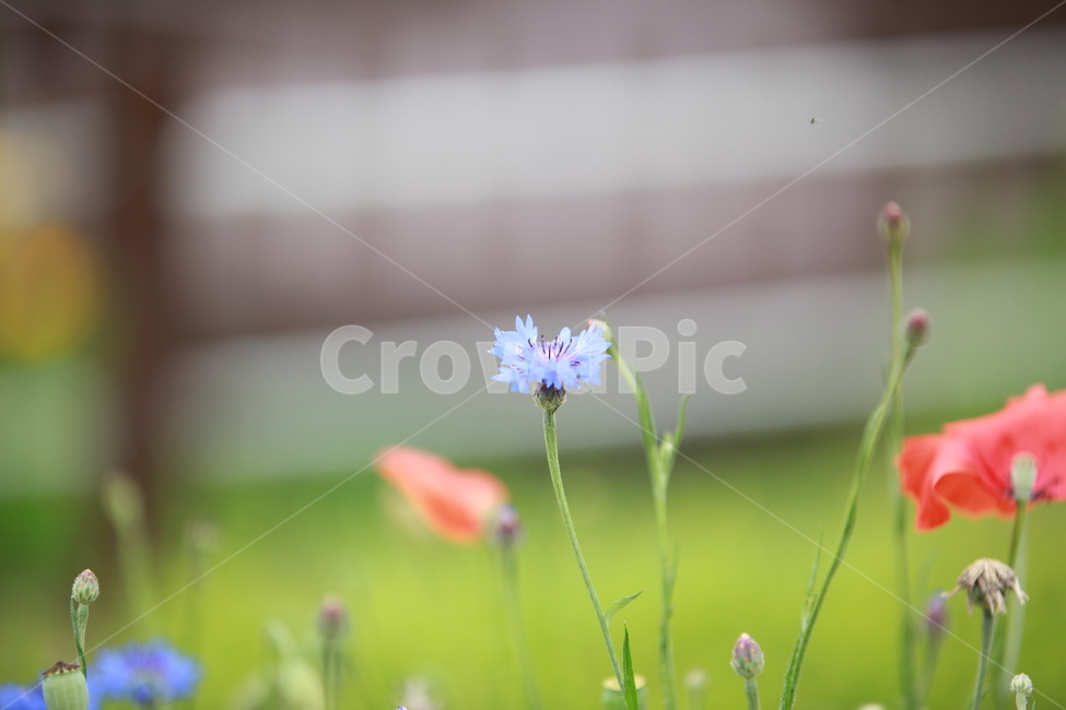 꽃,식물,plant,flower,녹색,자연