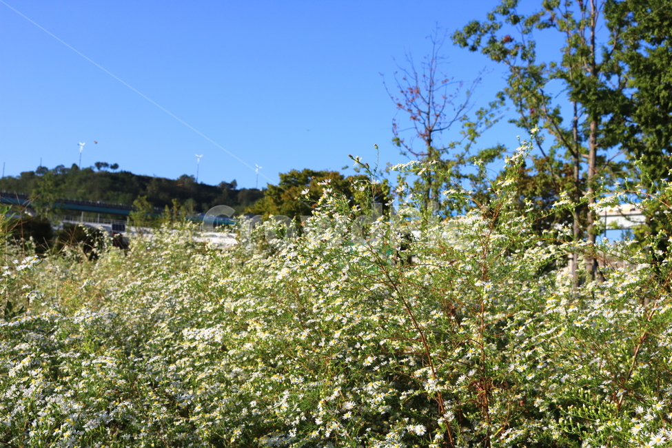 sky,white flower,nature,clear sky,hairless,mugwort,small flower,flower,wildflowers,Chrysanthemum,American mugwort,plant,Asteraceae,wild flowers