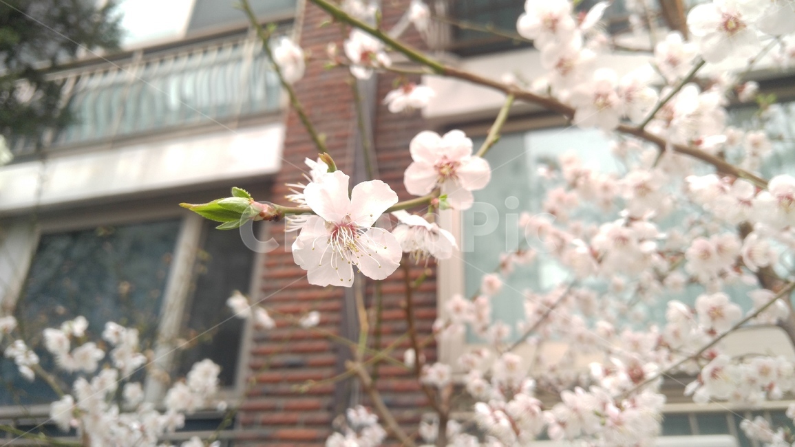 벚꽃,cherryblossom,꽃,식물,flower,식물,자연,plants,nature,꽃,flower