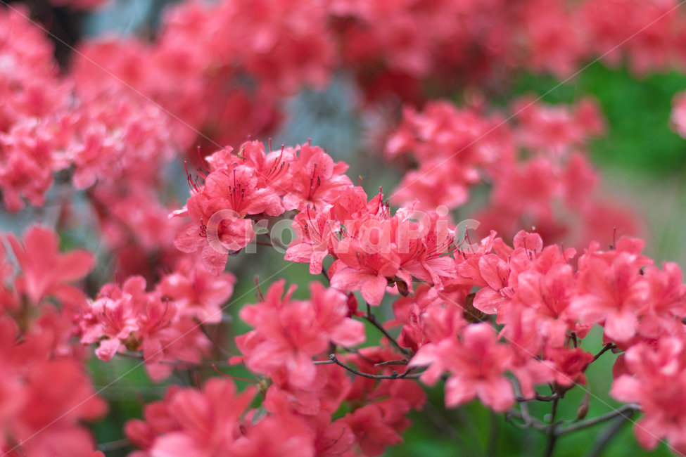 꽃,꽃사진,꽃송이,영산홍,철쭉,봄꽃,봄,계절,spring,season,식물,자연,plants,nature,꽃,flower,geranium,제라늄,plant,blossom