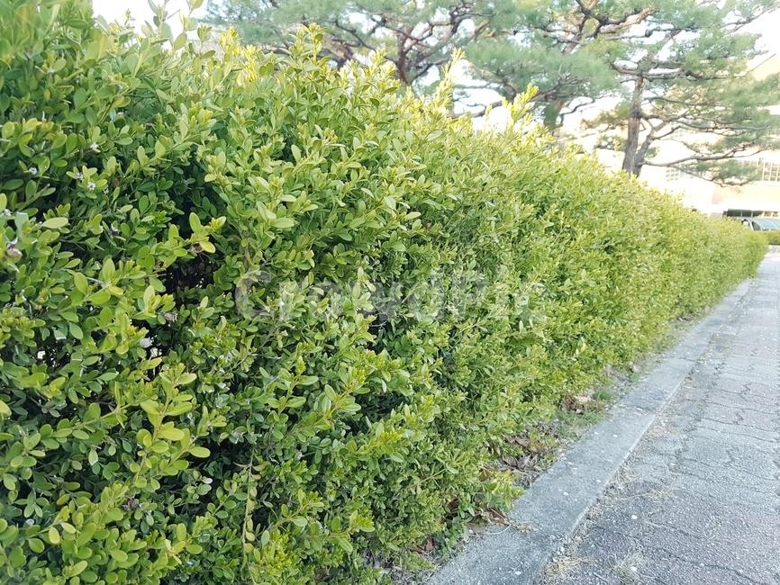 봄,나무,초록,파릇파릇,산책로,식물,자연,plants,nature