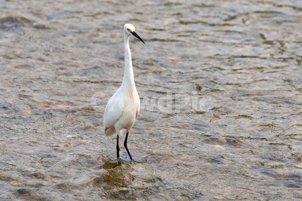 백로,새,조류,야생동물,자연,생태,생태계,whiteheron,egret,bird,animal,동물,animal,조류,새,birds