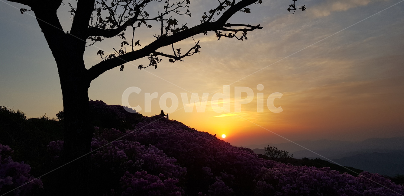 천주산,진달래,천주산진다래,천주산봄,나무,노을,봄,봄꽃,분홍꽃,꽃밭,앙상한가지