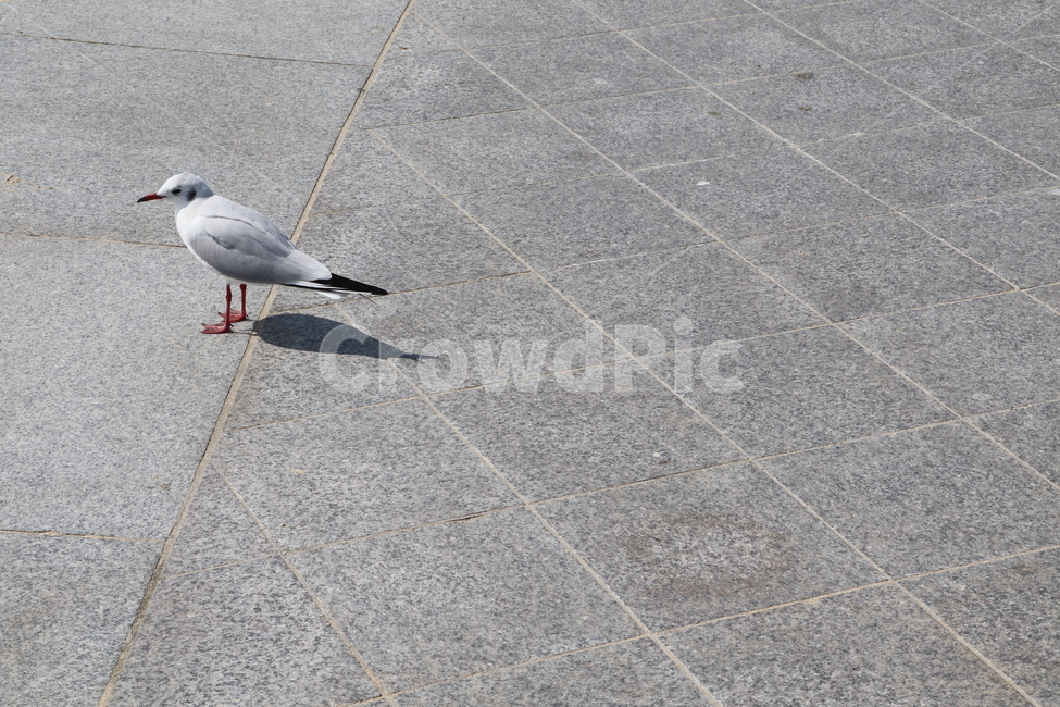 갈매기,동물,새,animal,bird,동물,animal,조류,새,birds