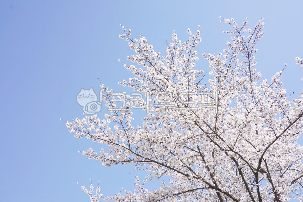 Cherry Blossom,nature,cherryblossom,cherry blossom sky,flowering,full bloom,flower,spring flowers,spring,sight